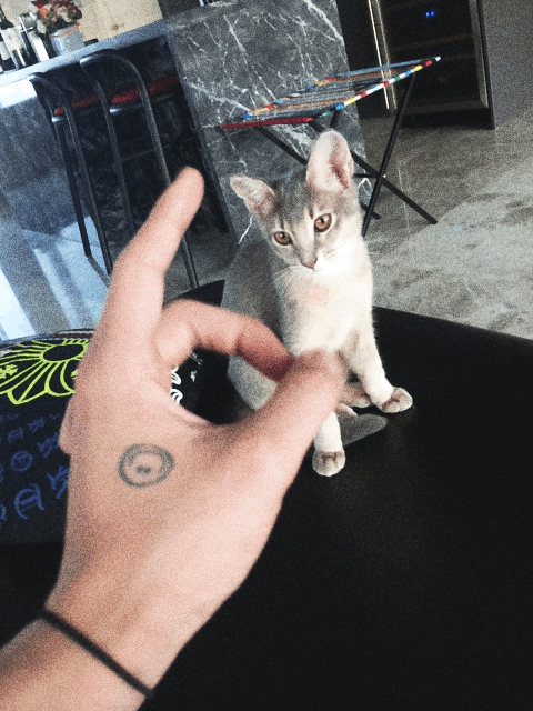 지디네 고양이.jpgif | 인스티즈