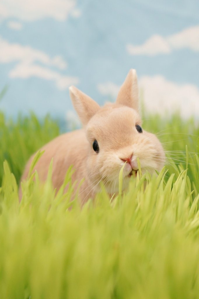 귀여운 토끼 | 인스티즈