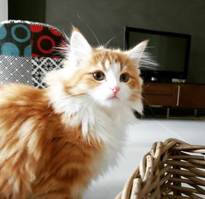 인터넷에서 자주 보던 고양이짤 주인공 | 인스티즈