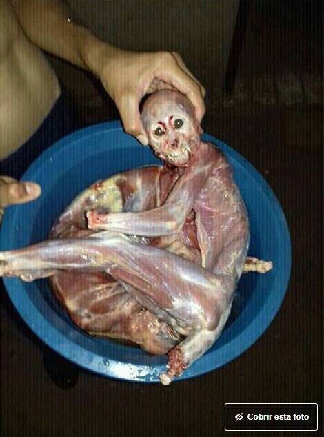 원숭이 고기 | 인스티즈