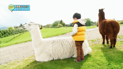 우울할 때 꺼내보는 웃긴 짤 모음.gif | 인스티즈