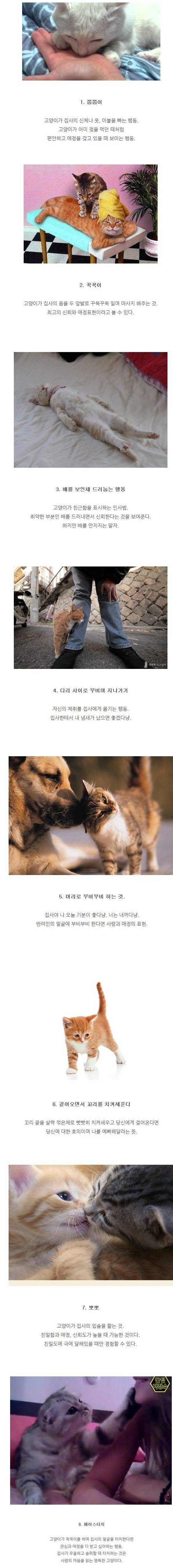 고양이 애교 정리 및 분석 | 인스티즈