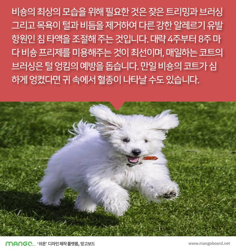 [견종정보] 비숑 프리제 이야기 | 인스티즈