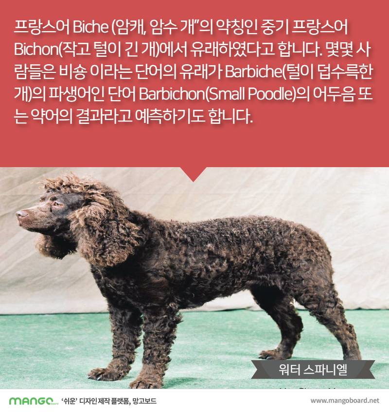 [견종정보] 비숑 프리제 이야기 | 인스티즈