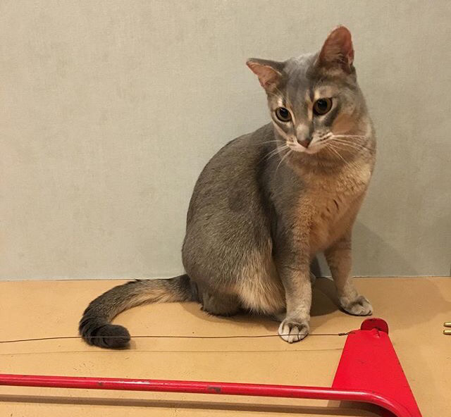 지디네 고양이.jpgif | 인스티즈