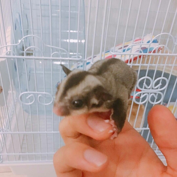 방탄소년단 진이 키우는 슈가글라이더 오뎅이와 어묵이 | 인스티즈