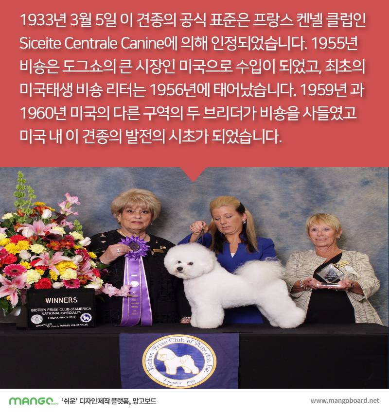 [견종정보] 비숑 프리제 이야기 | 인스티즈