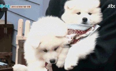 [마리와나] 엉엉이란 말이 잘 어울리는 사모예드 4남매 | 인스티즈