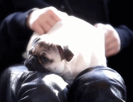 남자 아이돌이 키우는 강아지들 | 인스티즈