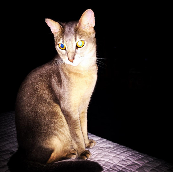 지디네 고양이.jpgif | 인스티즈