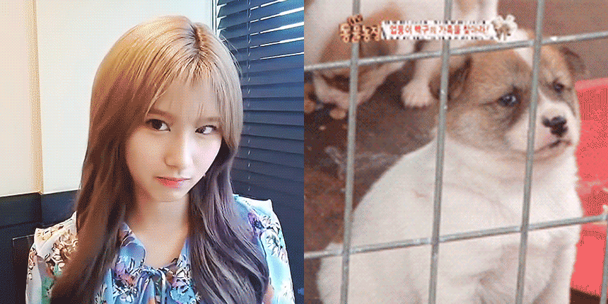 사나 vs 강아지.gif | 인스티즈
