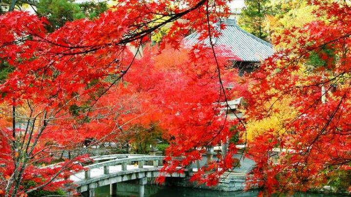 일본 교토의 가볼만한 여러 관광지들.jpg | 인스티즈