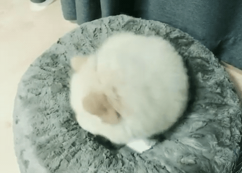 경리가 키우는 강아지 차우차우 시로 | 인스티즈