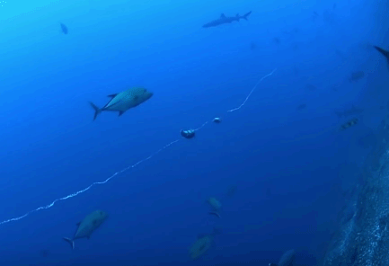 와류에 갇힌 물고기들 | 인스티즈