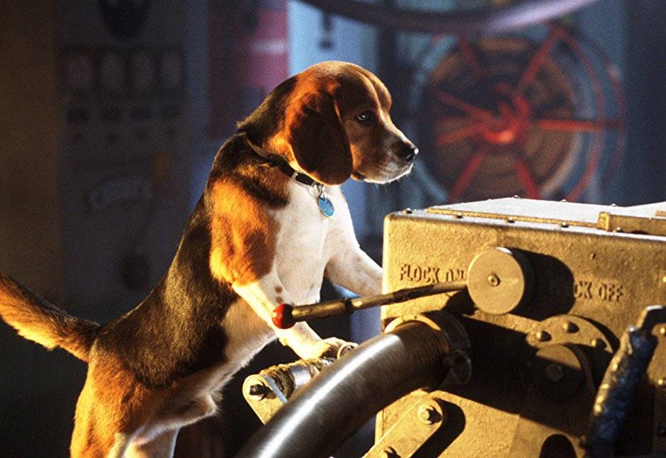 고양이를 키워선 안 되는 이유 | 인스티즈