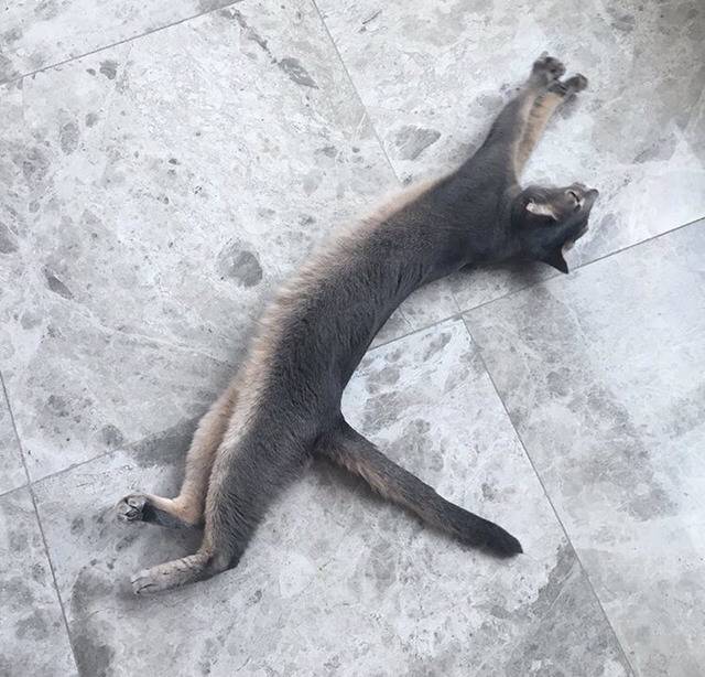 지디네 고양이.jpgif | 인스티즈