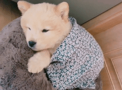 핵 귀여운 나인뮤지스 경리 반려견 시로(심장녹음주의) | 인스티즈