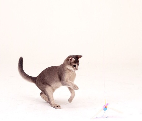 지디네 고양이.jpgif | 인스티즈