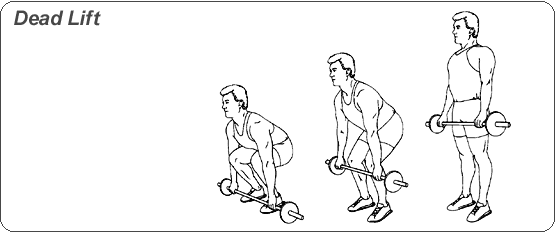 웨이트 시작하시는 분들에게 추천하는 운동과 동작을 이해하는 팁 | 인스티즈
