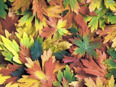 색약이 보는 세상 . jpg | 인스티즈