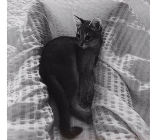 지디네 고양이.jpgif | 인스티즈