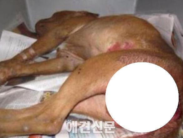 이미 만연해 있었지만 우리가 몰랐던 동물 성폭행 | 인스티즈