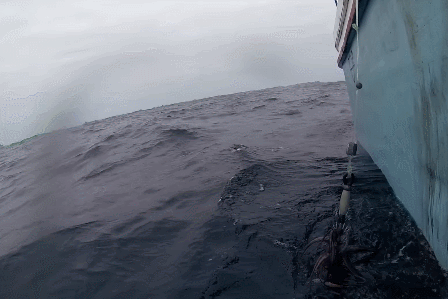 사람을 공격하는 오징어.gif | 인스티즈