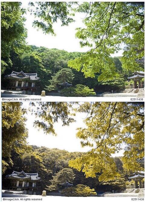 색약이 보는 세상 . jpg | 인스티즈