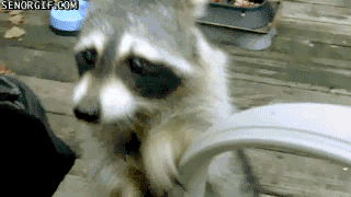 미국에서의 너구리 이미지ㅋㅋㅋ.gif | 인스티즈