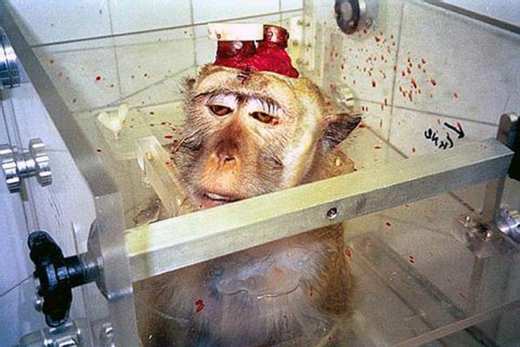 20세기에 실험용으로 많이 쓰이던 동물들 (혐오주의) | 인스티즈