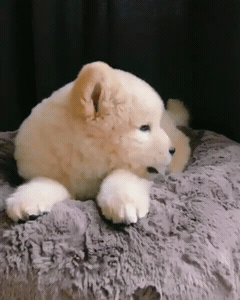 핵 귀여운 나인뮤지스 경리 반려견 시로(심장녹음주의) | 인스티즈