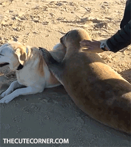 물개가 물개인 이유 | 인스티즈