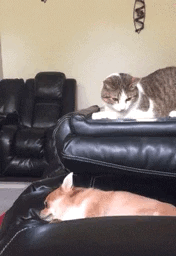 봉변 당하는 불쌍한 개 (혐오주의) | 인스티즈