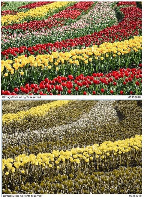 색약이 보는 세상 . jpg | 인스티즈