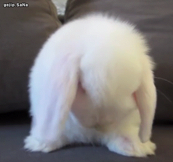 몽글몽글 귀여운 토끼.gif | 인스티즈