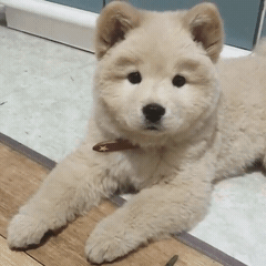 핵 귀여운 나인뮤지스 경리 반려견 시로(심장녹음주의) | 인스티즈