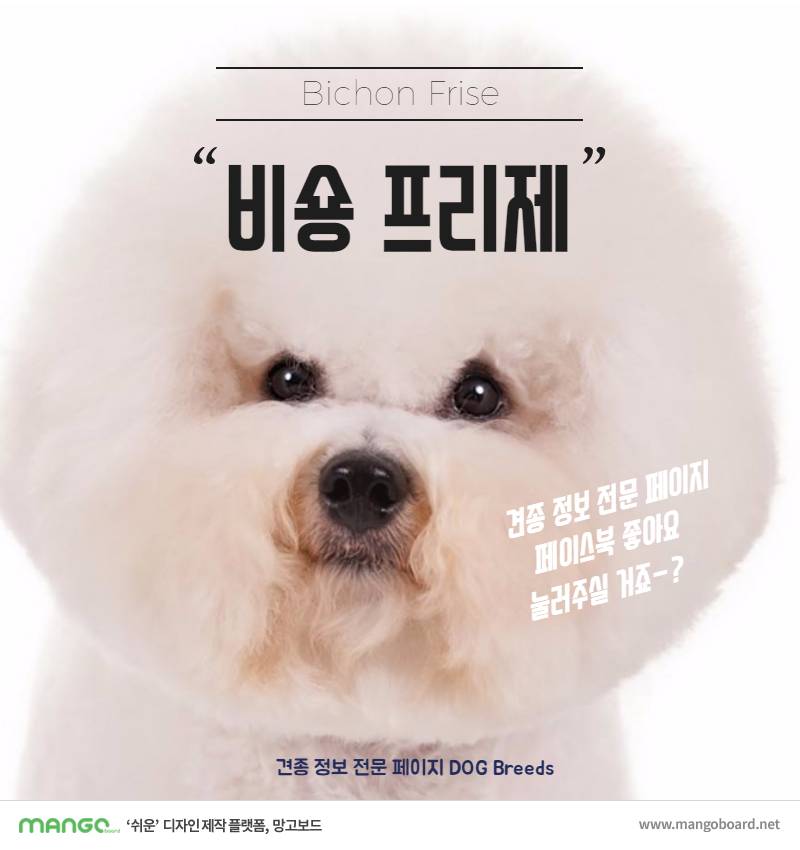[견종정보] 비숑 프리제 이야기 | 인스티즈