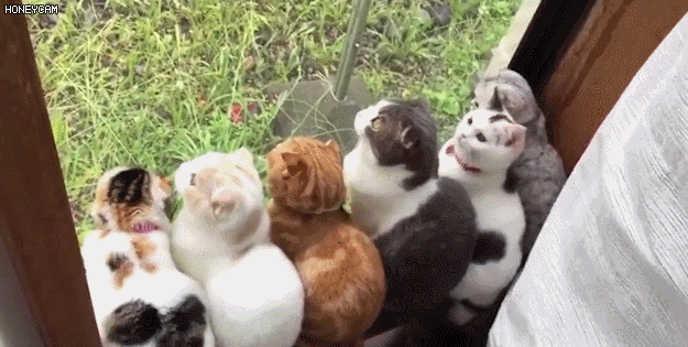 바깥 세상이 신기한 냥이들 | 인스티즈