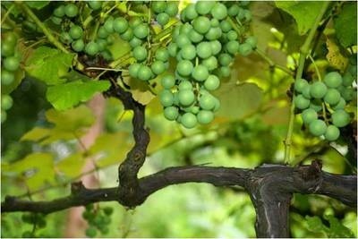 양복을 즐겨입었던 독립운동가이자 시인이었던 이육사.jpg | 인스티즈