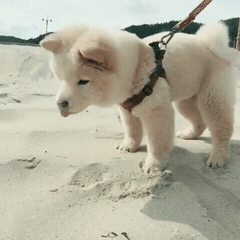 핵 귀여운 나인뮤지스 경리 반려견 시로(심장녹음주의) | 인스티즈