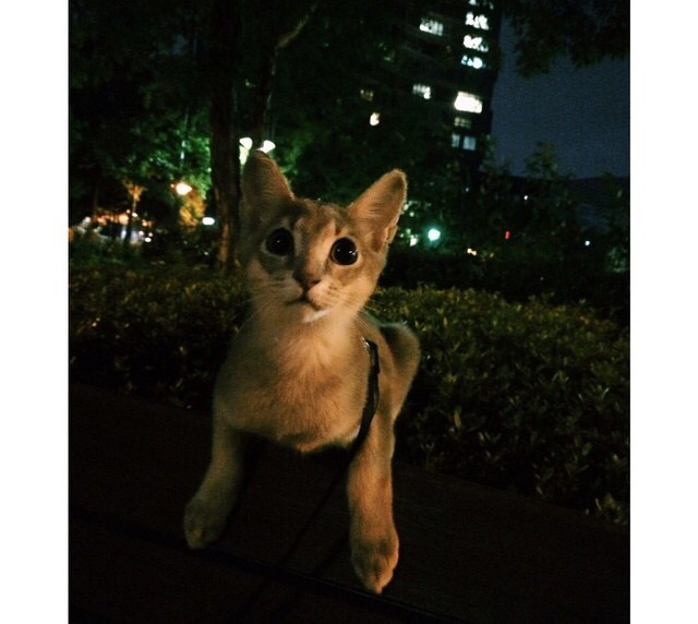 지디네 고양이.jpgif | 인스티즈