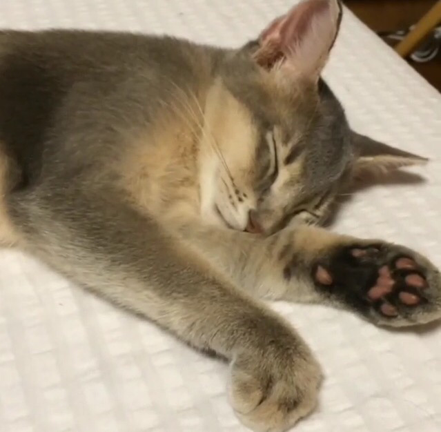 지디네 고양이.jpgif | 인스티즈