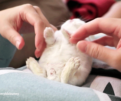 몽글몽글 귀여운 토끼.gif | 인스티즈