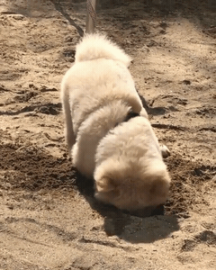 핵 귀여운 나인뮤지스 경리 반려견 시로(심장녹음주의) | 인스티즈
