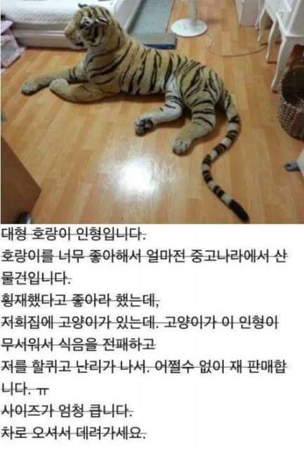 호랑이 팝니다 | 인스티즈