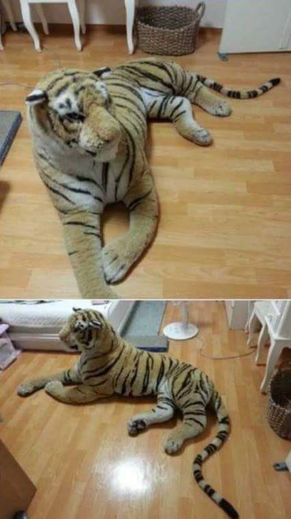 호랑이 팝니다 | 인스티즈