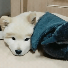 핵 귀여운 나인뮤지스 경리 반려견 시로(심장녹음주의) | 인스티즈