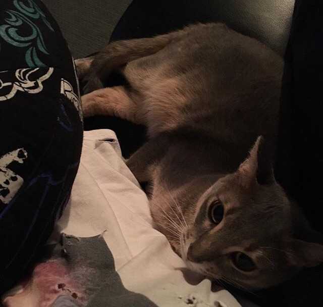 지디네 고양이.jpgif | 인스티즈