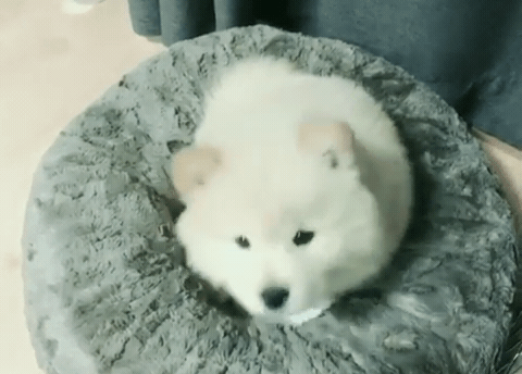 경리가 키우는 강아지 차우차우 시로 | 인스티즈