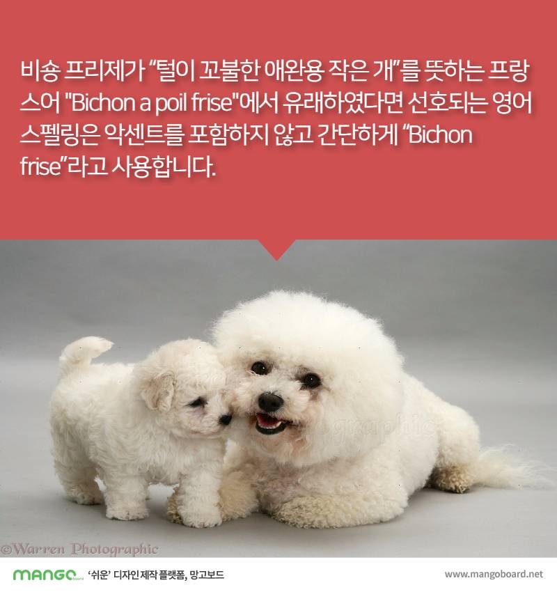 [견종정보] 비숑 프리제 이야기 | 인스티즈